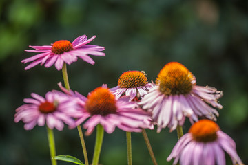 Fototapeta premium Blossoms of coneflowers (echinacea) in pink, yellow and orange