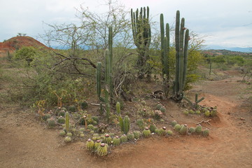 Cactus plants in Tatacoa desert in Colombia