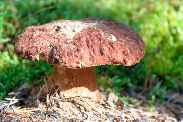 Edible white mushroom Cep, Porcino, bolete, boletus. Search and pick up mushrooms in the forest.