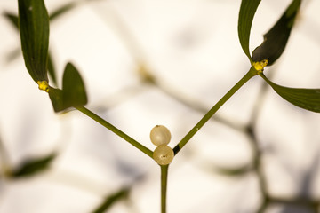 close-up of a mistletoe