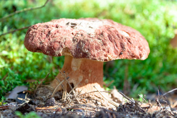 Edible white mushroom Cep, Porcino, bolete, boletus. Search and pick up mushrooms in the forest.