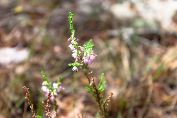 Beautiful branch of pink heather flower closeup in the forest on natural background