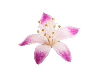 Deutzia flower isolated