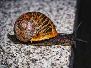 snail on stone