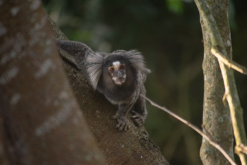 Sagui