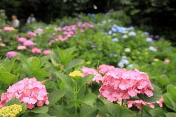 飛鳥山公園の紫陽花