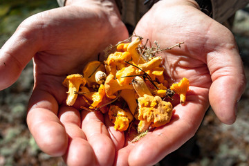 Few picked up yellow Craterellus lutescens foot chanterelle mushrooms in hands