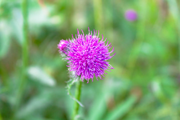 Purple pink flower of wild milk thistle close-up view on green natural countryside background