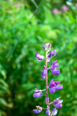 Blue purple Lupine flower on wild nature green grass background. Macro soft focus text copy space.