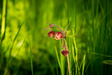 beautiful little flower