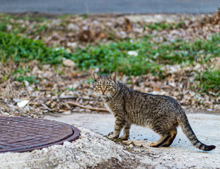Obraz premium Street Cat on a mission