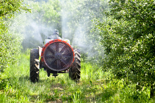 Tractor sprays insecticide in apple orchard fields