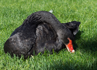 Black swan on green grass