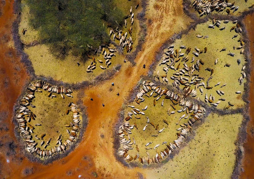 Aerial view of cows suffering from the drought grouped in fences to be fed by the governement, Oromia, Yabelo, Ethiopia