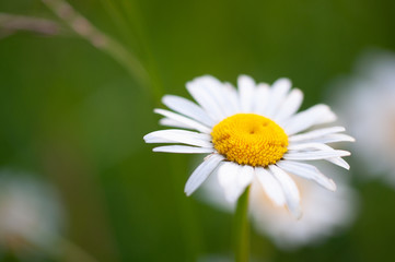 Obraz premium Daisy on a green background