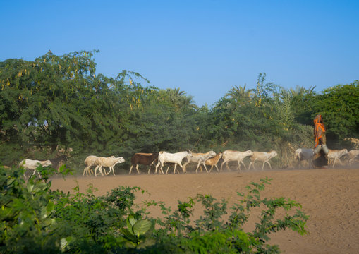 Afar tribe people with their goats, Afambo, Ethiopia