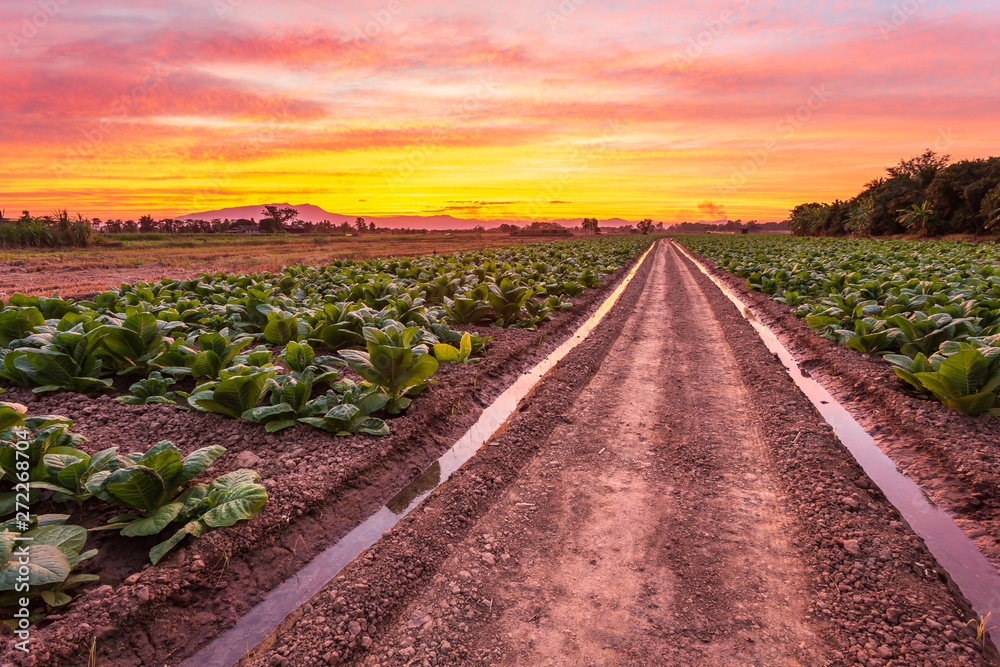 Canvas Prints View of young green tobacco plant in field