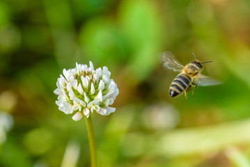 Bee collects honey on a clover flower. Photographed close up.