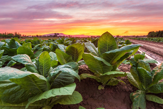 View of young green tobacco plant in field