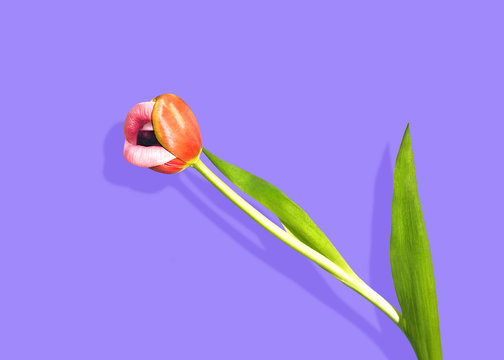 Conceptual Tulip Flower on Purple Background, Isolated Copy Space	