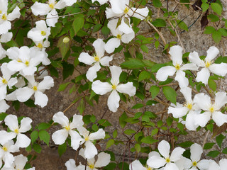 Clematis montana - White mountain clematis or anemone clematis