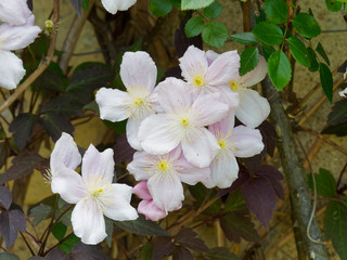 Clematis montana - Pale pink anemones clematis or mountain clematis 