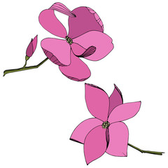 Vector Magnolia foral botanical flowers. Purple engraved ink art. Isolated magnolia illustration element.