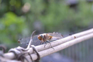 Dragonfly