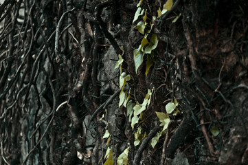 tree and green