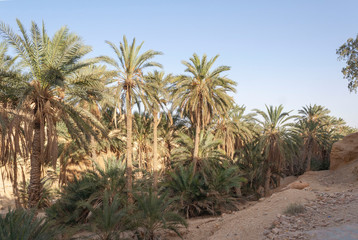 panorama of mountains and palm trees in the oasis of chebika in the Sahara desert, Tunisia, Africa