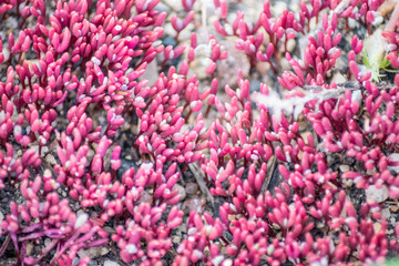 tiny pink flower plants, a gift of nature