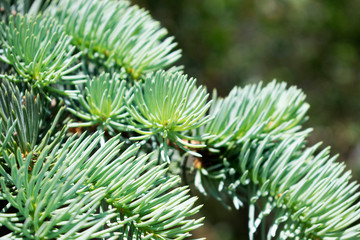 Naklejka na ściany i meble Fir tree brunch close up. Natural photo. Green summer forest.
