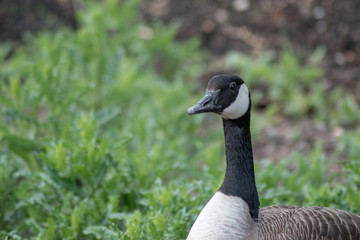 A calm tranquil and determined goose 