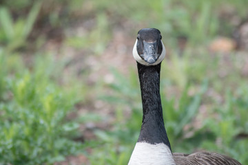 A calm tranquil and determined goose 