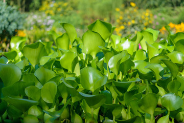 Eichhornia crassipes (common water hyacinth) plant green leaves