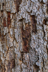 Obraz premium Close-up view of the texture of tree bark