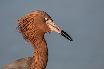 Reddish egret (Egretta rufescens), Fort myers, Florida