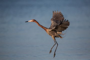 Reddish egret (Egretta rufescens), Fort myers, Florida
