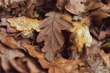 autumn leaves on the ground