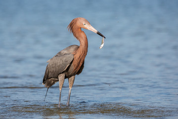 Reddish egret (Egretta rufescens), Fort myers, Florida