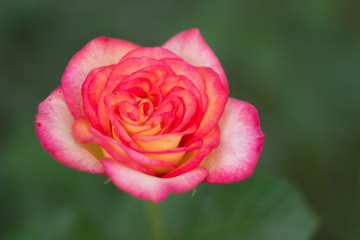 Pink rose in the garden, close up