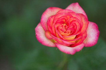 Pink rose in the garden, close up