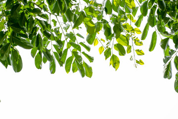 Isolate leaf on the white background. Green leaf for background. Text space.