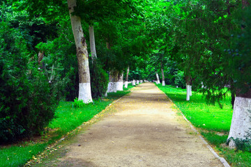 One of the Beautiful places of Samarkand where you can see Greenery Everywhere 