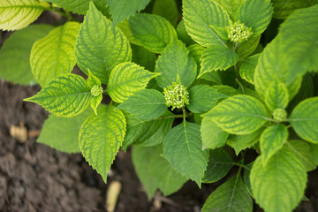 Hydrangea flower bush in the garden, close up