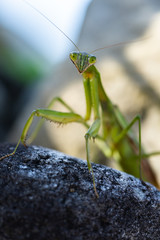 カマキリ
