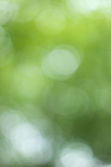 Obraz premium Blurred light through the green tree leaves