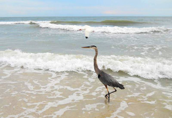 great blue heron on beach