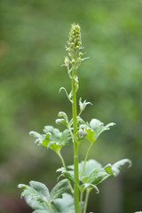 Unopened delphinium in the spring garden, close up