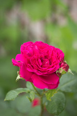 Pink rose in the garden, close up